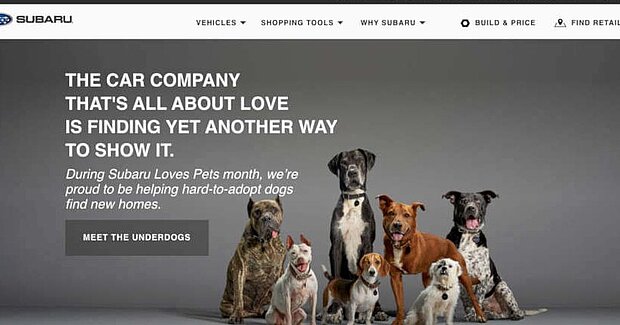 Beautiful dogs standing together for an add