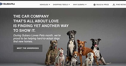 Beautiful dogs standing together for an add